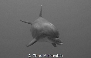 Dolphin Drive-by by Chris Miskavitch 